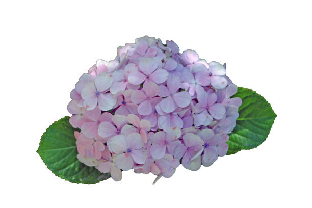 vibrant pink hortencia on white background