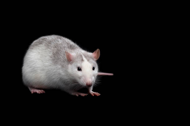 istock Gray rat isolated on dark black background. Rodent pet. 1219390986