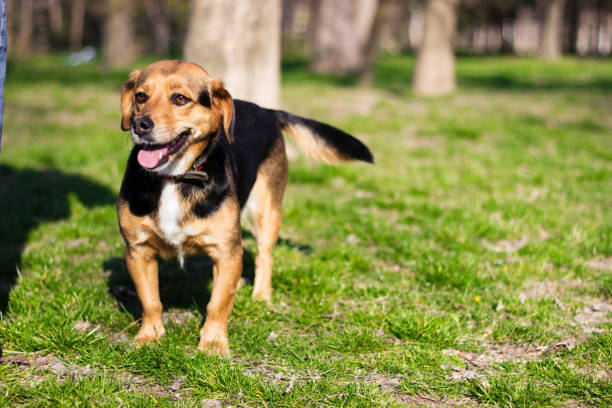 istock Small cute dog portrait 1219391278