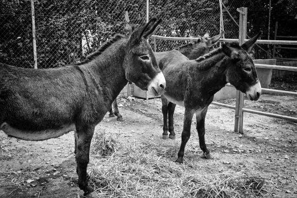istock Herd of donkeys 1219392771