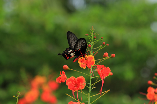 A butterfly on flame tree flowers