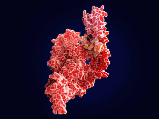 istock Coronavirus SARS-CoV-2 RNA dependent RNA polymerase (RdRp) 1219394025