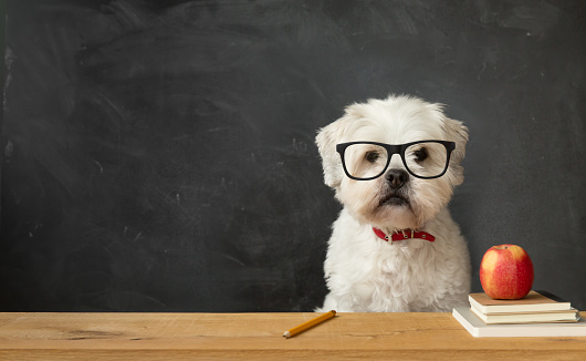 Small white dog sitting at a school desk