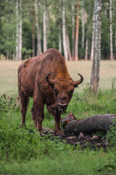 istock Close up of bison in national park 1219394665