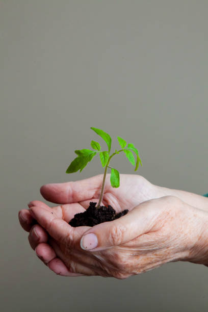 istock women's hands carefully hold a young sprout with earth and roots 1219395812