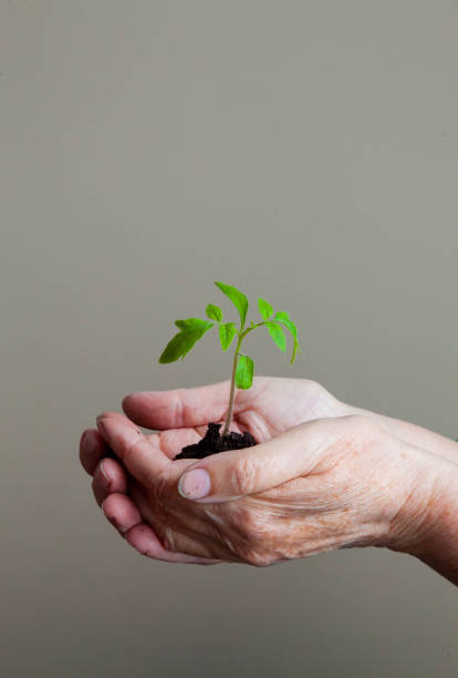 istock women's hands carefully hold a young sprout with earth and roots 1219395830