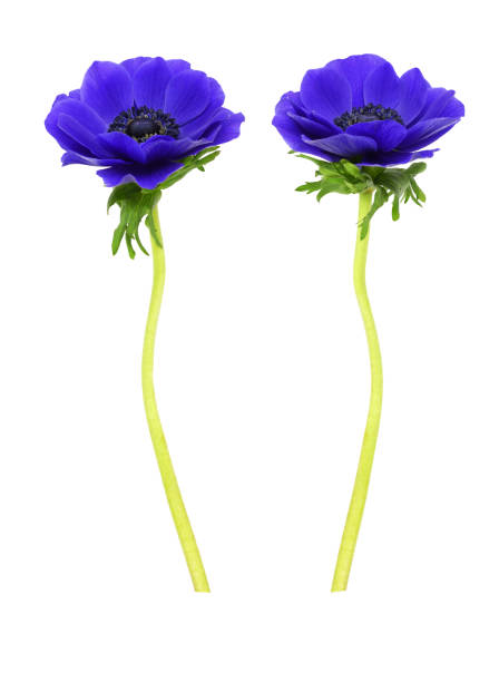 istock Set of blue anemone flowers 1219395857