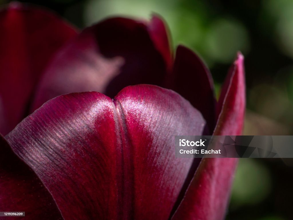 Detail of dark purple tulip flower with dark green background Close-up Stock Photo