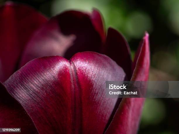 Detail Of Dark Purple Tulip Flower With Dark Green Background Stock Photo - Download Image Now