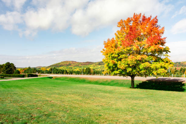istock Colorful autumn tree on a green grass field in Wilno, Ontario, Canada. Multi colored maple tree 1219396276