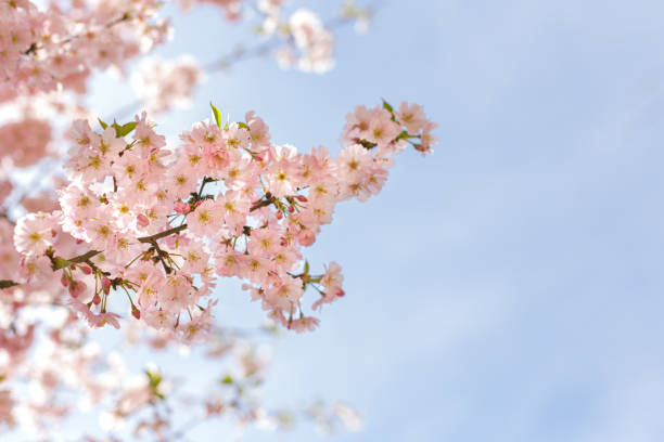 istock Amazing pink cherry blossoms on the Sakura tree in a blue sky. 1219397590
