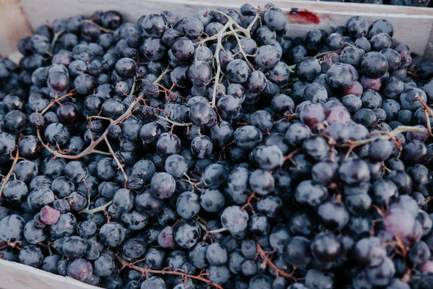 istock boxes of ripe grapes after the harvest 1219398505
