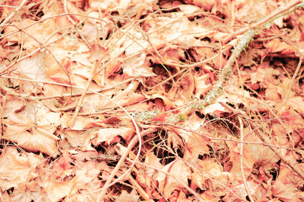 istock Uncultivated nature series, high key leaf forest floor 1219399172
