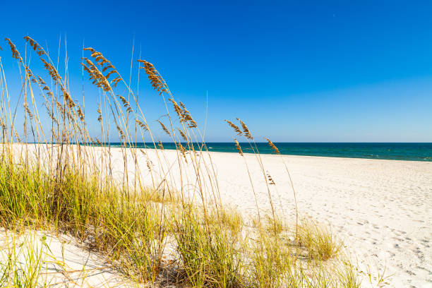 istock Beautiful North Florida Beach 1219399899