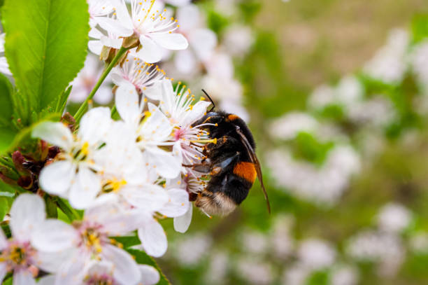 abejorro en una flor de un manzano - bee apple tree flower single flower fotografías e imágenes de stock
