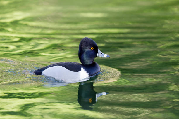 Ring-necked duck, adult male, wading Stow Lake, Golden Gate Park, San Francisco. male north american canvasback duck aythya valisineria stock pictures, royalty-free photos & images