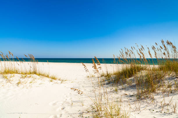 istock Beautiful North Florida Beach 1219401725