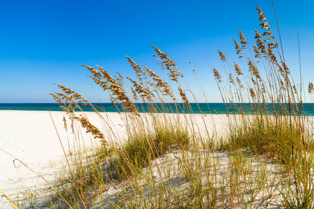 istock Beautiful North Florida Beach 1219402292