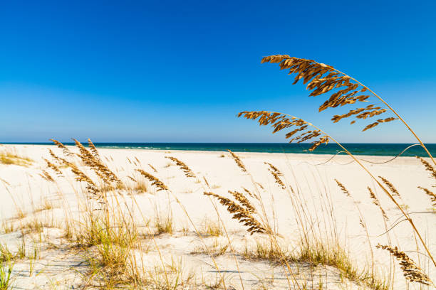 istock Beautiful North Florida Beach 1219402347