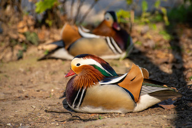 夕日の暖かい光の中でリラックスしている雄のマダリンアヒルのグループ - duck pond mandarin red ストックフォトと画像