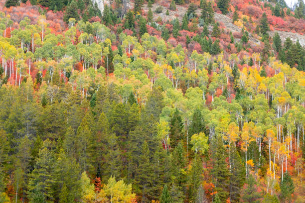 istock Snake River Canyon Idaho Autumn Landscape 1219402641