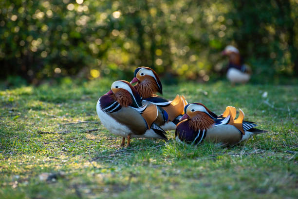 grupa samców kaczek madarin relaksujących się w ciepłym świetle zachodu słońca - duck pond mandarin red zdjęcia i obrazy z banku zdjęć