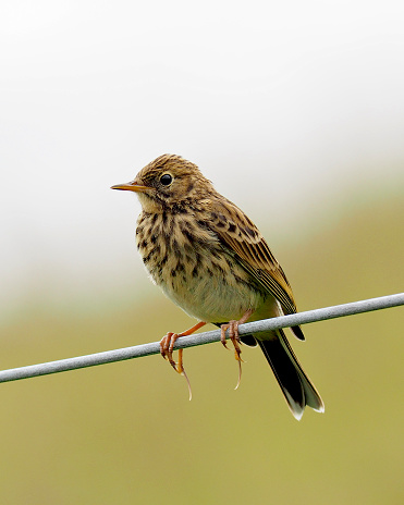 A Meadow Pipit (Anthus pratensis) perches on a fence on the edge of meadows in the Scottish Highlands, showing clearly its unusually long hind toe nails