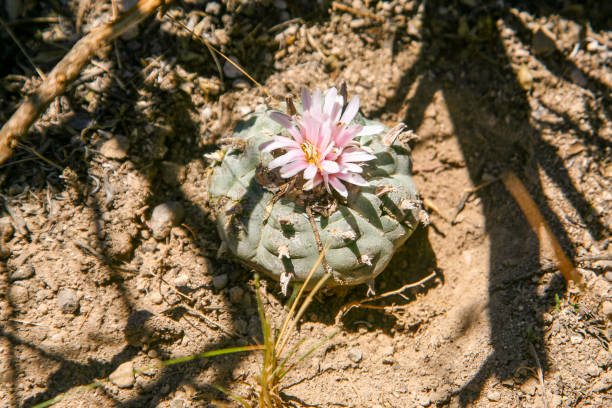 The hallucinogenic Peyote plant in the inhospitable desert plateau of San Luis Potosi in central Mexico San Luis Potosi Desert Highlands, Mexico -- A detail of Peyote, a succulent plant belonging to the Cactaceae family that grows in the desert areas of the state of San Luis Potosi, in central Mexico. Used for medicinal purposes since the time of the Aztec indigenous peoples and considered a sacred plant, Peyote (Lophophora williamsii) is famous for its exceptional hallucinogenic properties and for its psychotropic effects, thanks to the strong presence of alkaloids and in particular of mescaline. peyote cactus stock pictures, royalty-free photos & images