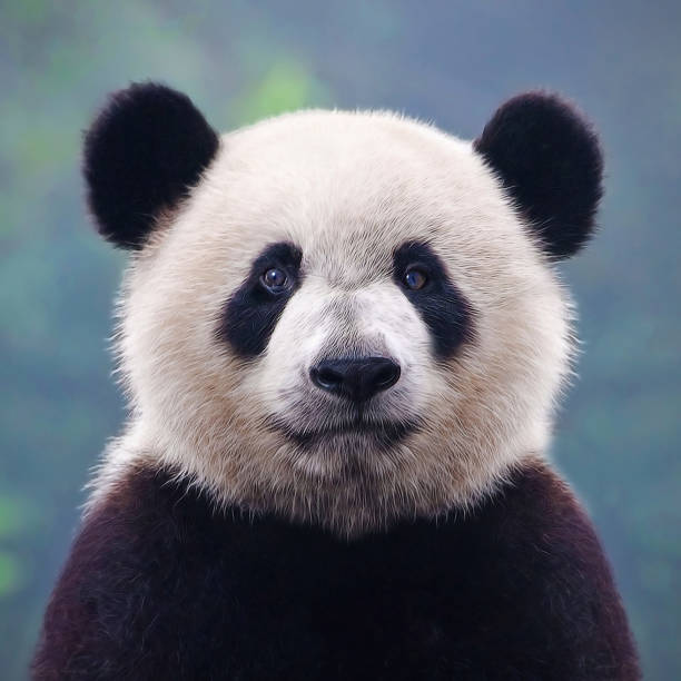 primo piano di un orso panda gigante - panda mammifero con zampe foto e immagini stock