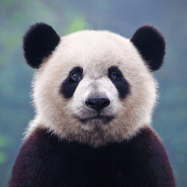 Closeup shot of a giant panda bear Giant panda bears are an endangered species living mostly in China panda species stock pictures, royalty-free photos & images