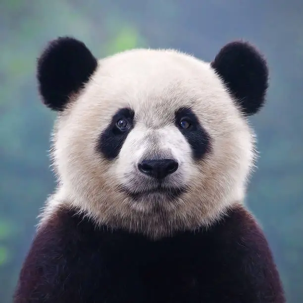Photo of Closeup shot of a giant panda bear