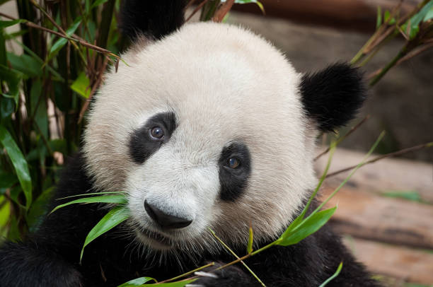 istock Giant panda bear eating bamboo 1219403819
