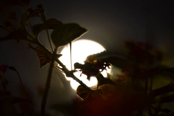 istock The moon from half the world 1219404514