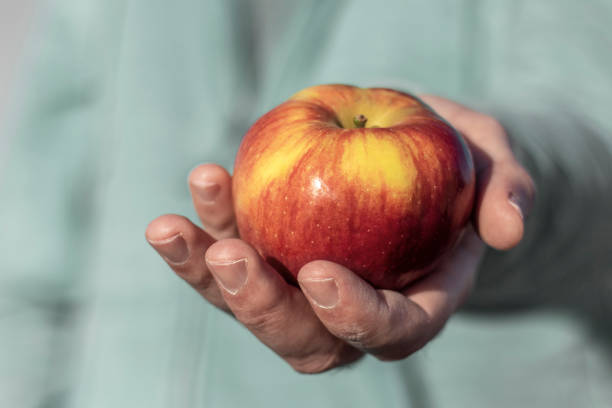 istock Apple in outstretched old man's palm. Gardening concept. Selective focus. 1219404521