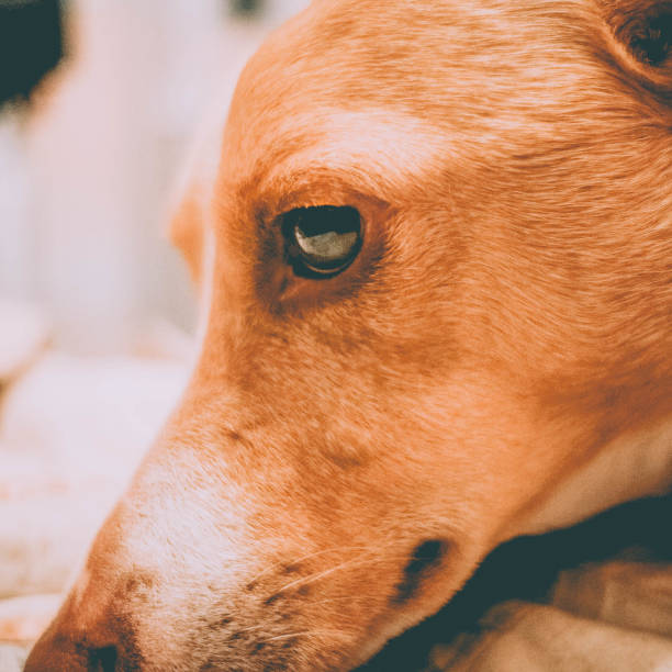 istock sad Andalusian hound dog 1219405337