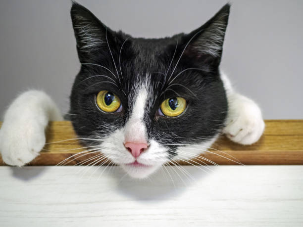 istock Portrait of a domestic cat 1219405464