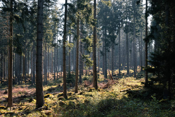 istock Light and shadow in German inconiferous forest 1219405776