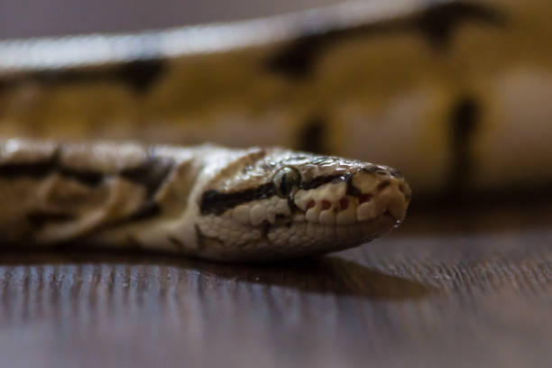 istock Close up of a Snake on floor 1219406115
