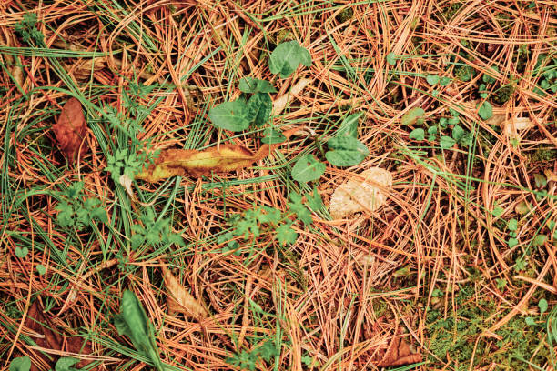 Forest floor with pine needles and plants in the wrong place, yes it's a small dock plant.