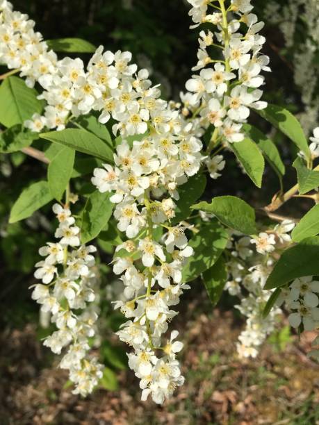 istock Flowers in Summertime 1219407011