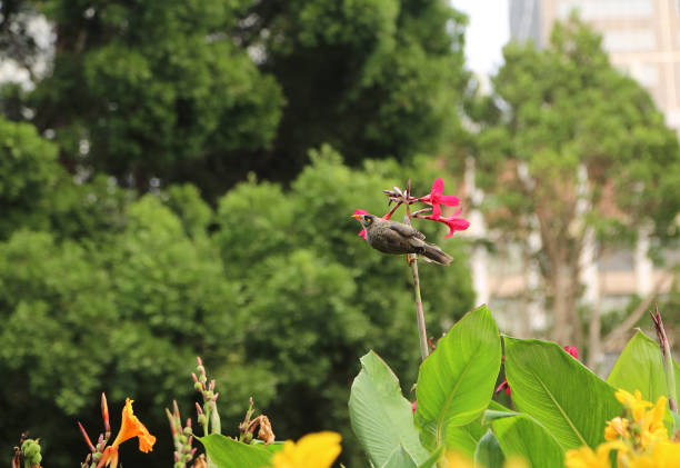 Royal Botanic Gardens, Sydney, New South Wales