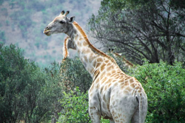 istock Towering South African giraffes dine on tall trees 1219407141