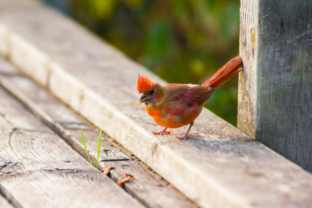 istock Close up of Red Bird 1219407144