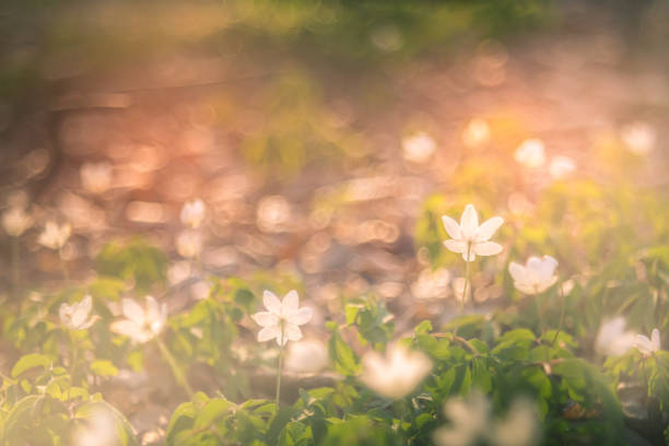 istock Closeup of spring anemone flowers 1219407486