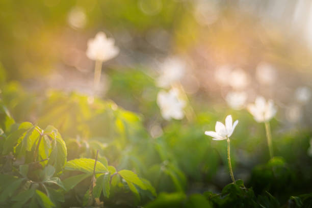 istock Closeup of spring anemone flowers 1219407498