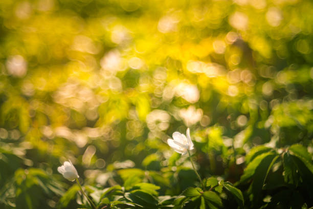 istock Closeup of spring anemone flowers 1219407504