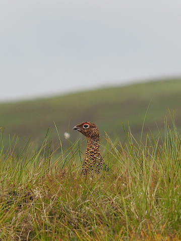 A female Red Grouse (Lagopus lagopus scotica) rests among Heather in Speyside, in the Scottish highlands