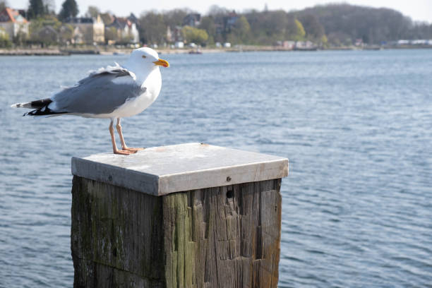 istock young seagull sits on an old log on the sea 1219408808