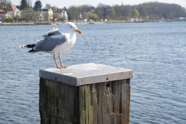 istock young and beautiful seagull sits on an old log on the sea 1219408998