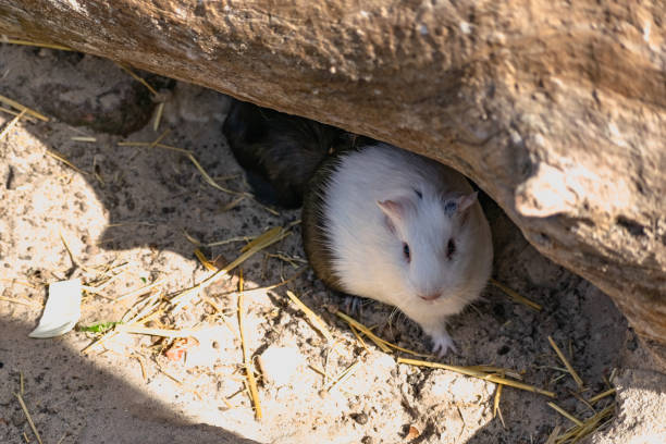 A small Guinea pig hides under a wooden log in a touching zoo on the sand among the hay stock photo